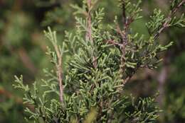Image of Juniperus phoenicea subsp. phoenicea