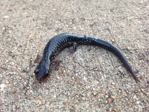 Image of Western Slimy Salamander