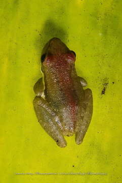 Image of Ololygon agilis (Cruz & Peixoto 1983)