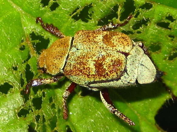 Image of Ectinohoplia rufipes (Motschulsky 1860)