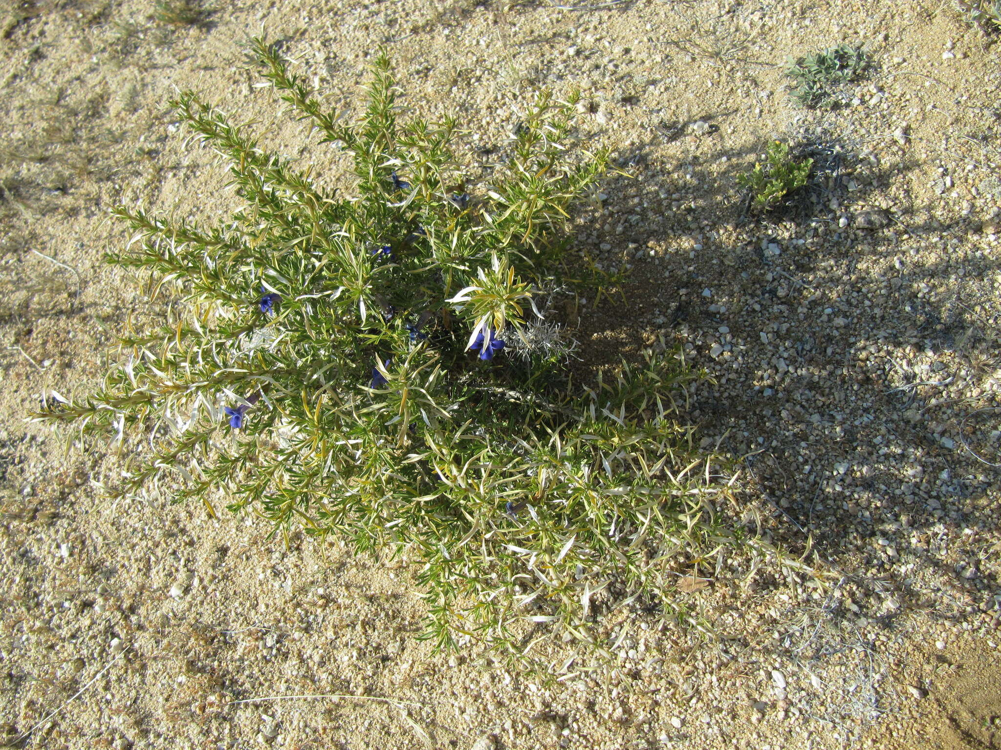 Image of Aptosimum spinescens (Thunb.) Weber