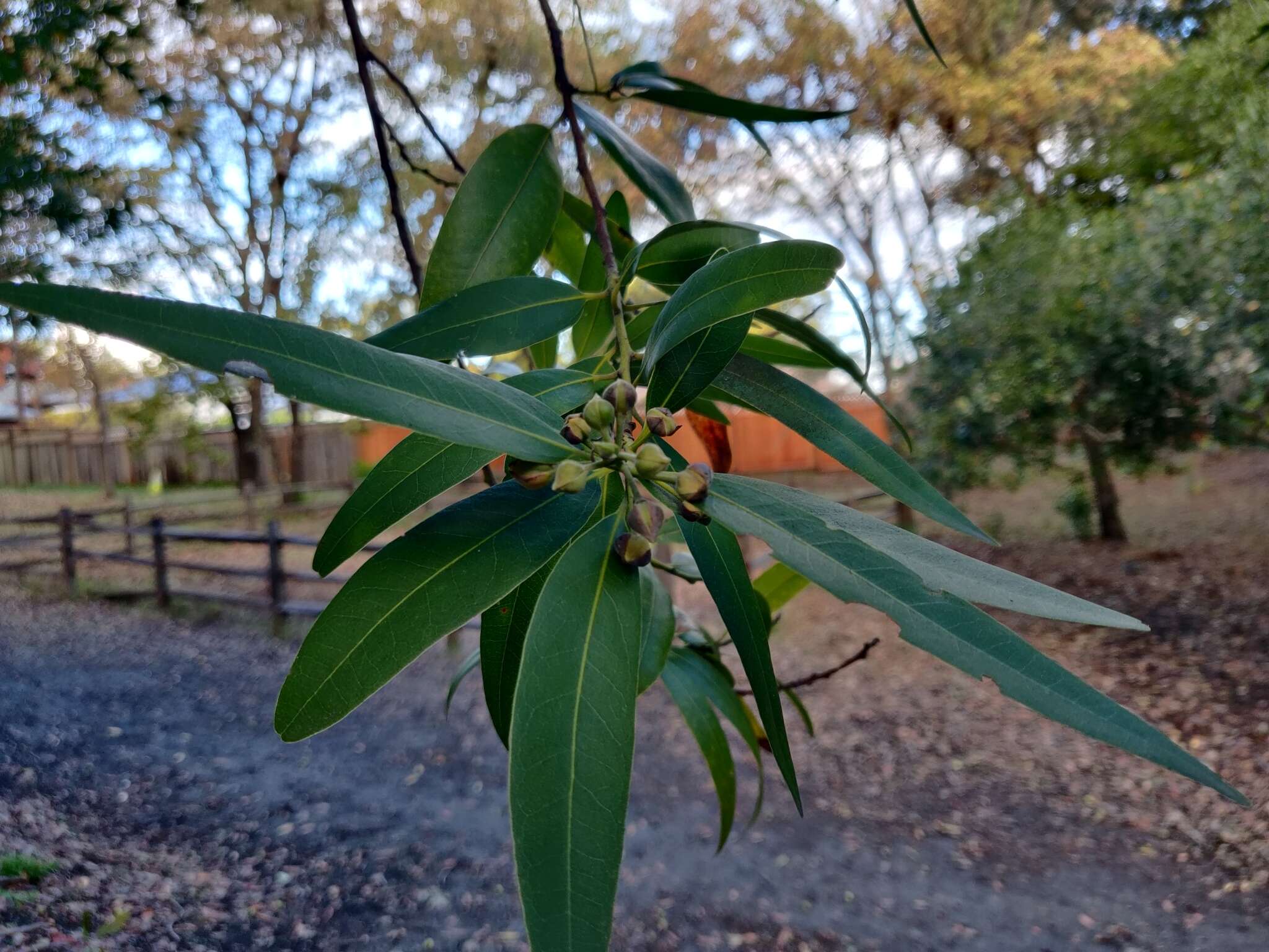 <i>Umbellularia <i>californica</i></i> f. californica resmi