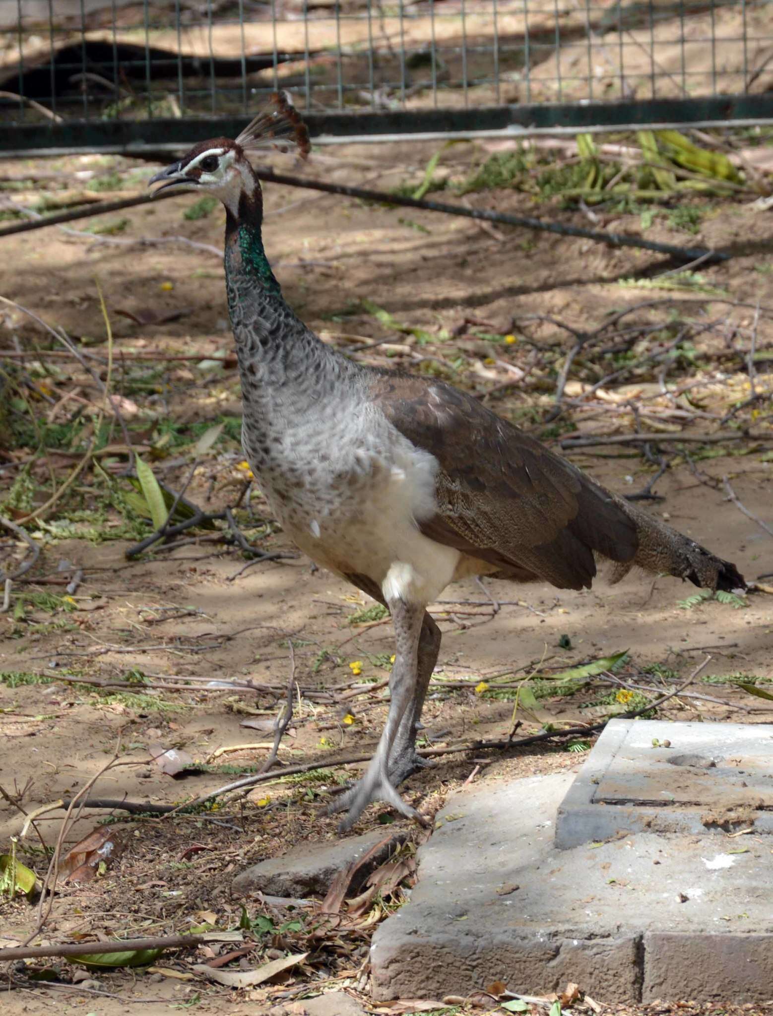 Image of Pavo Linnaeus 1758