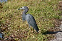 Image of Little Blue Heron