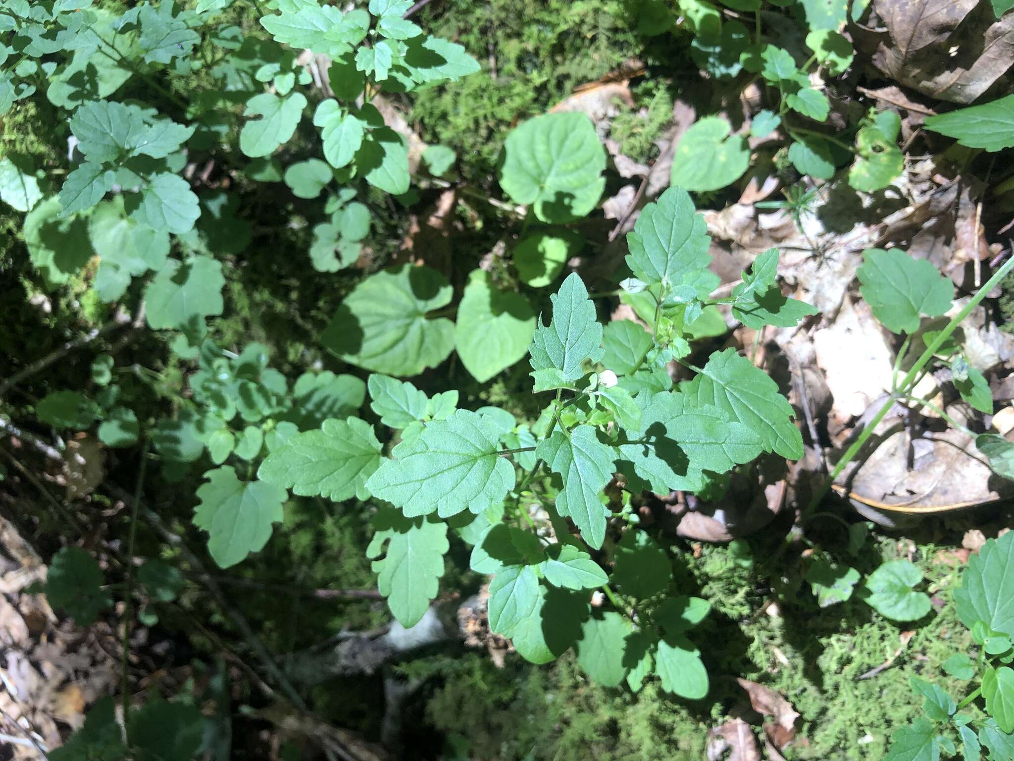 Image of smooth rock skullcap