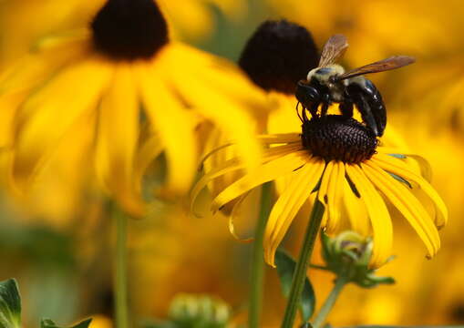 Image of Xylocopa virginica virginica (Linnaeus 1771)