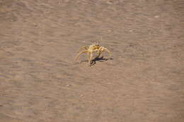 Image of tufted ghost crab