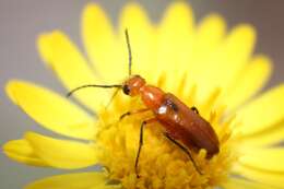 Image of Nemognatha (Pauronemognatha) nigripennis Le Conte 1853