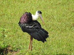 Image of Asian Woolly-necked Stork