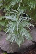 Artemisia tilesii Ledeb. resmi