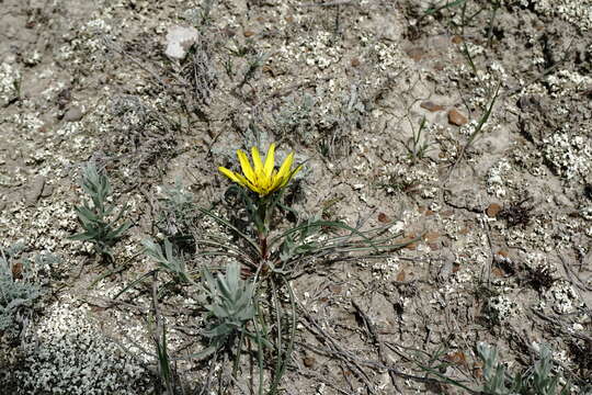 Image of Tragopogon pusillus M. Bieb.