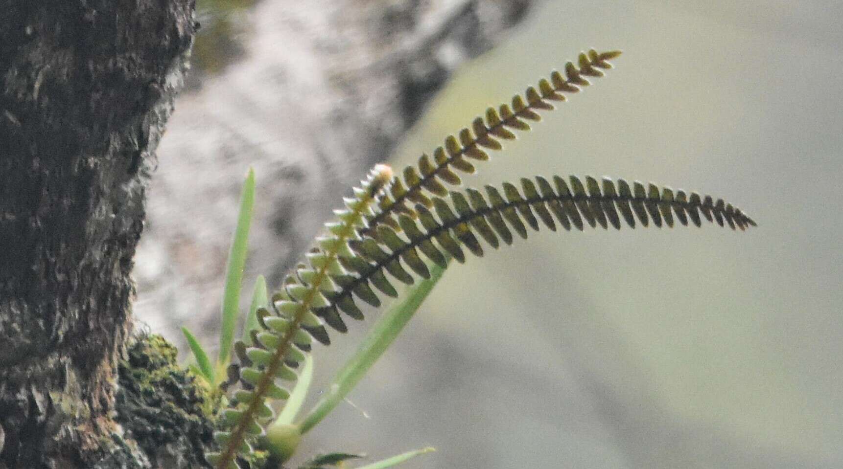 Image of Pleopeltis bombycina (Maxon) A. R. Sm.