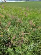 Image of spotted water hemlock