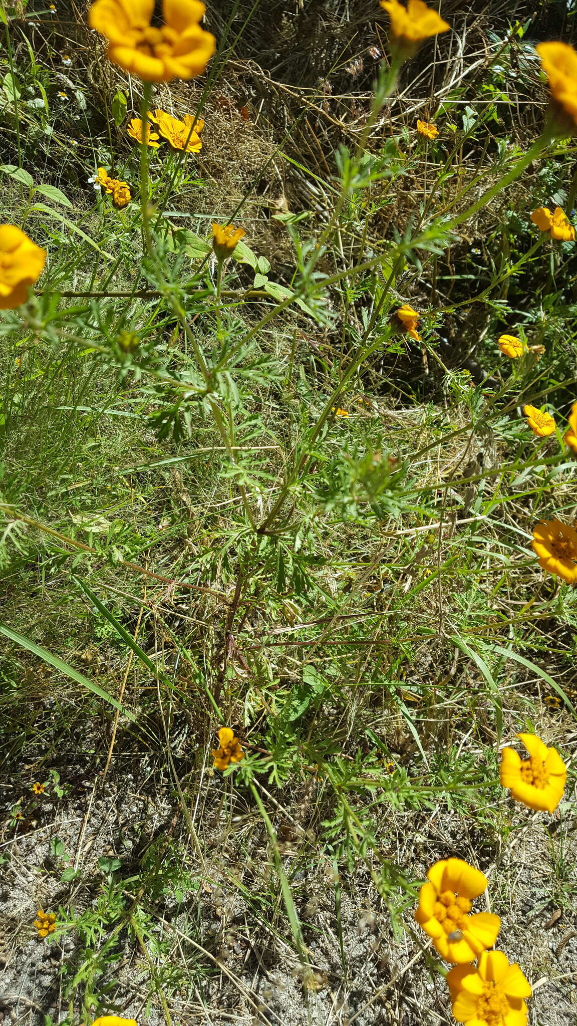 Image of Dyssodia decipiens (Bartl.) M. C. Johnston