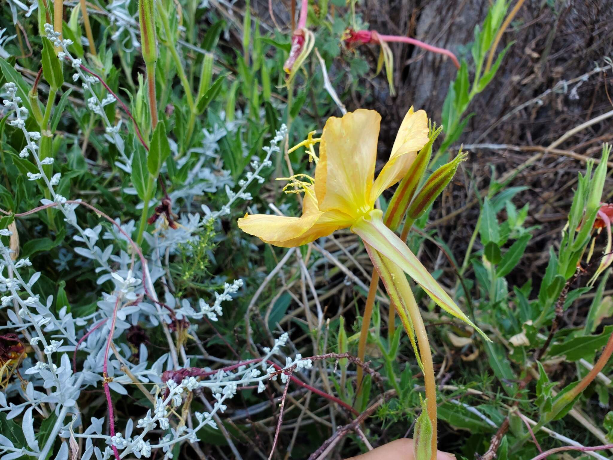 Image of Organ Mountain Evening-Primrose