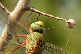 Image of Comet Darner