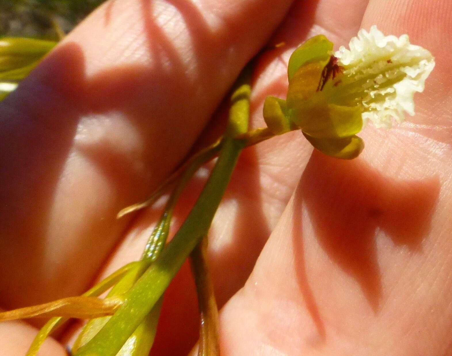 Image of Acrolophia capensis (P. J. Bergius) Fourc.