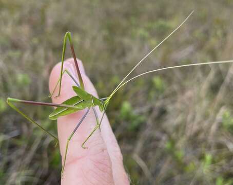 Image of Eastern Thread-legged Katydid