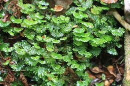 Image of Hymenophytaceae