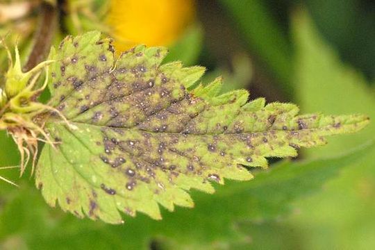 Image of Ramularia