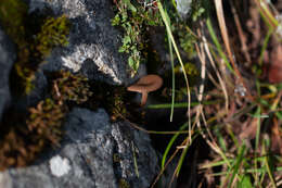 Image of Pseudoclitocybe obbata (Fr.) Singer 1962