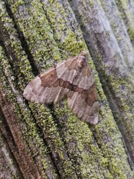 Image of grey pine carpet