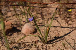 Imagem de Geissorhiza subrigida L. Bolus