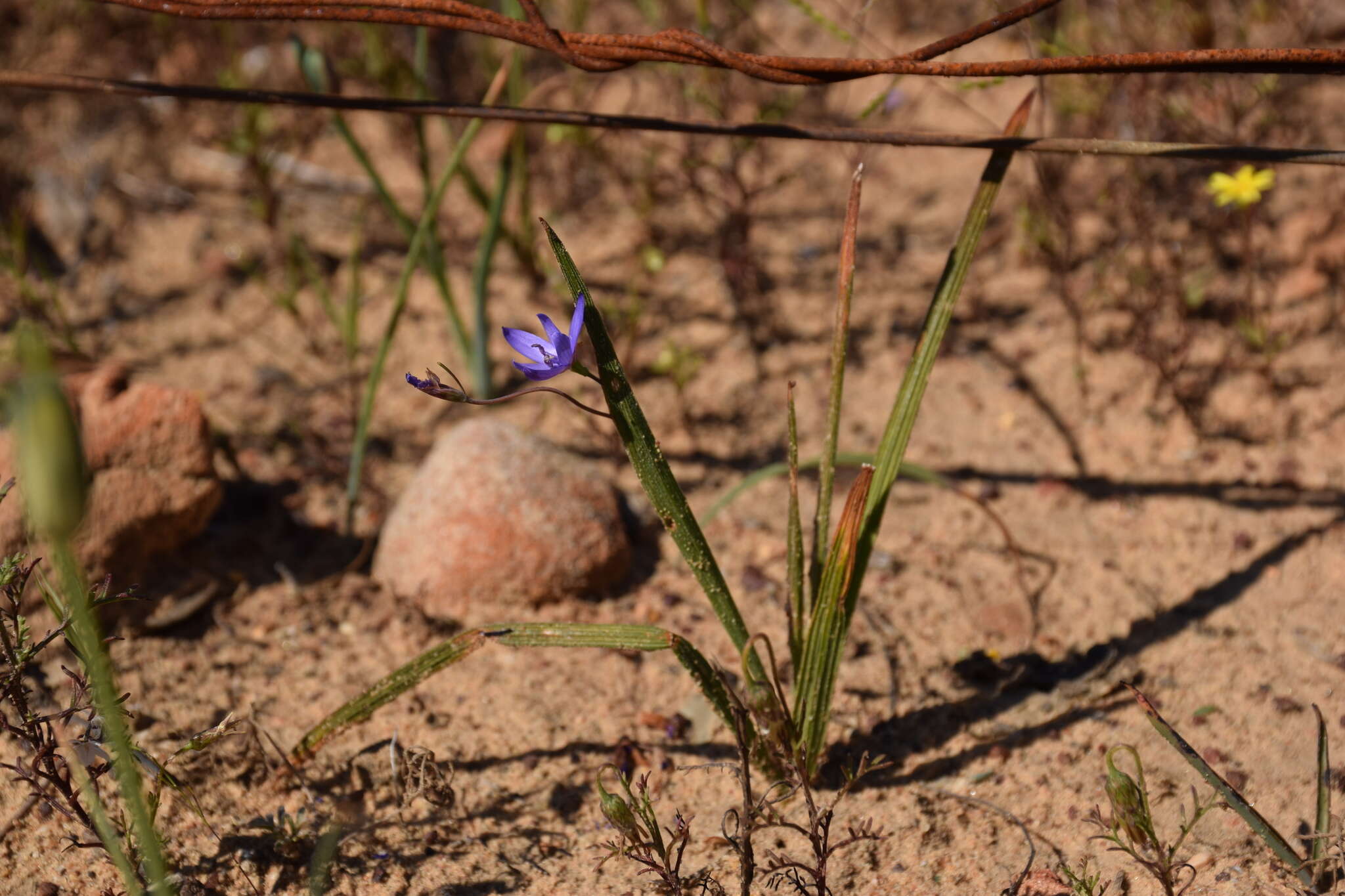 Imagem de Geissorhiza subrigida L. Bolus