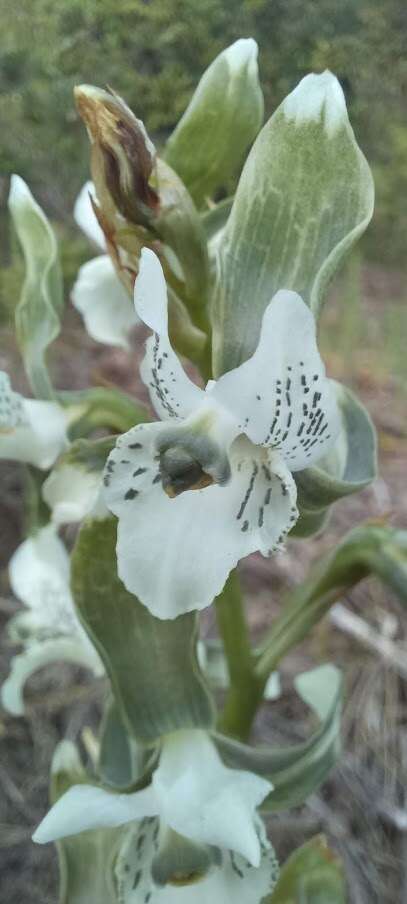 Image of Chloraea galeata Lindl.