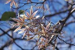 Bauhinia pringlei S. Watson resmi