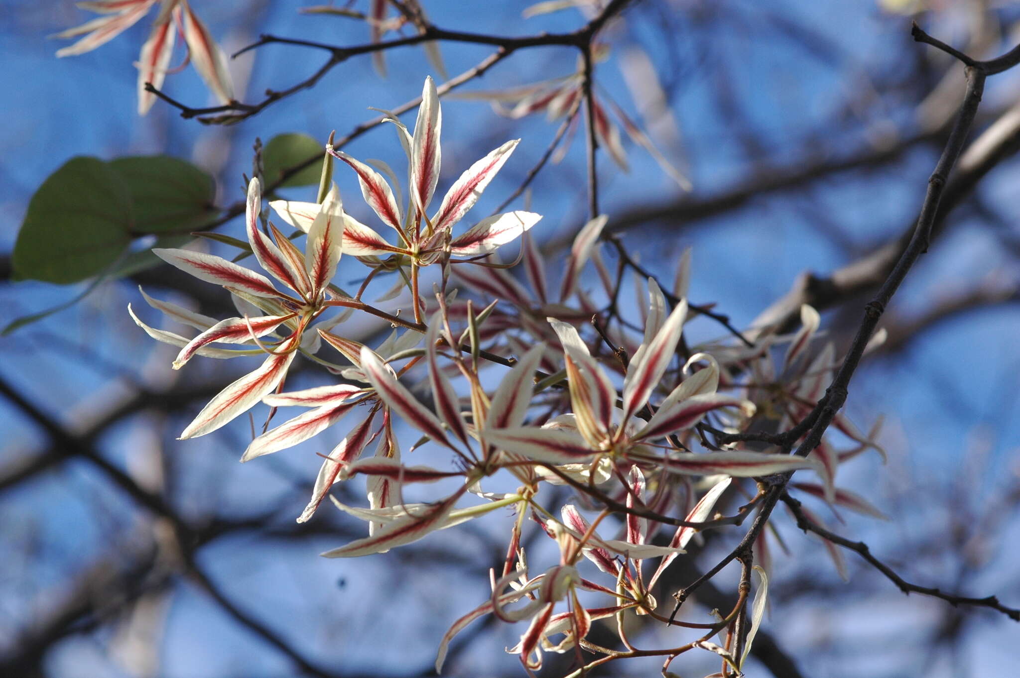 Image of Bauhinia pringlei S. Watson