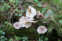 Image of Lactarius uvidus (Fr.) Fr.