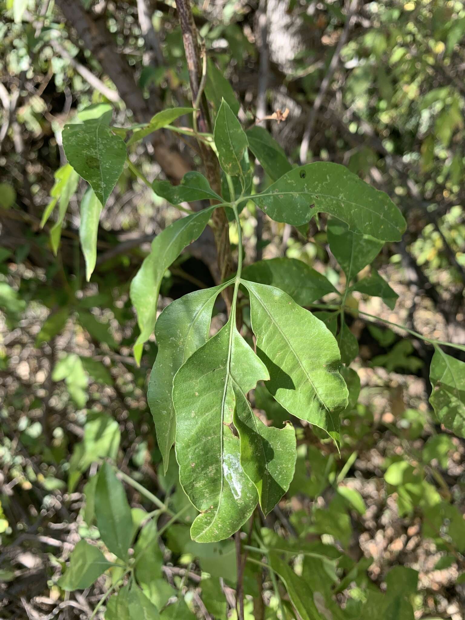 Image of Parsley tree