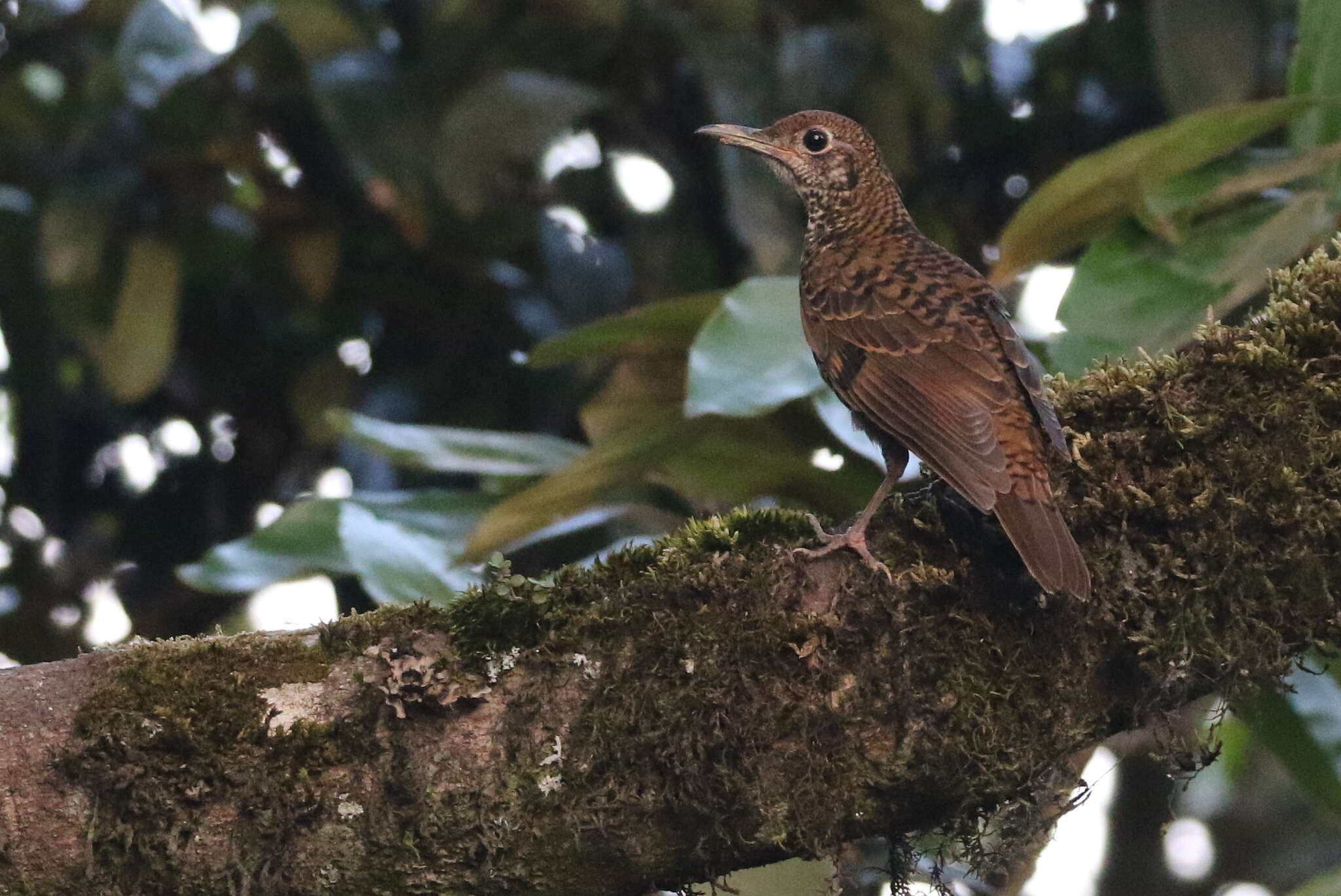 Image of Nilgiri Thrush