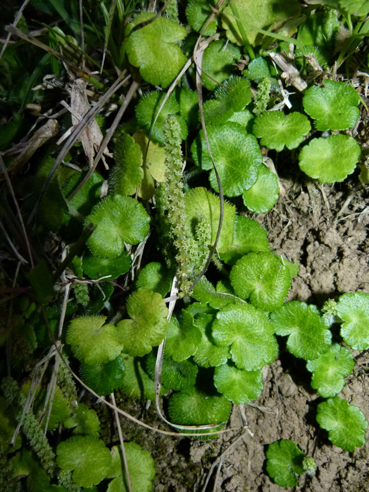 Imagem de Hydrocotyle hirsuta Sw.