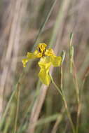 Image of Cypella armosa Ravenna