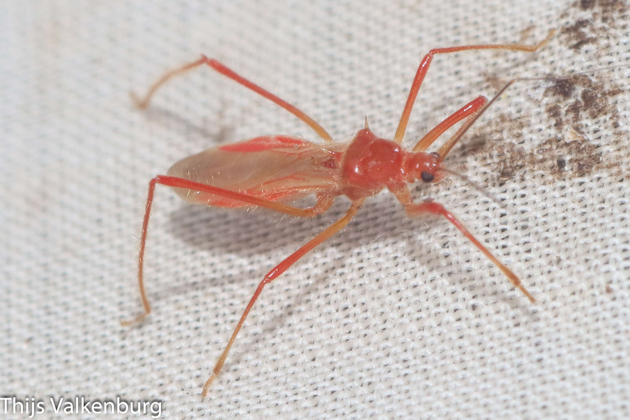 Plancia ëd Polytoxus sanguineus (A. Costa 1842)