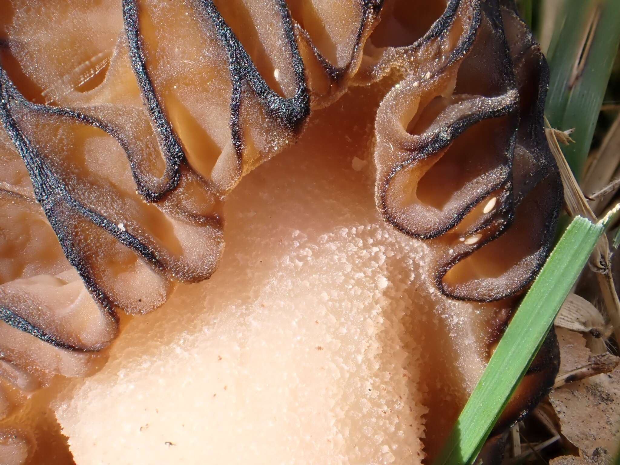 Image of Black Morel