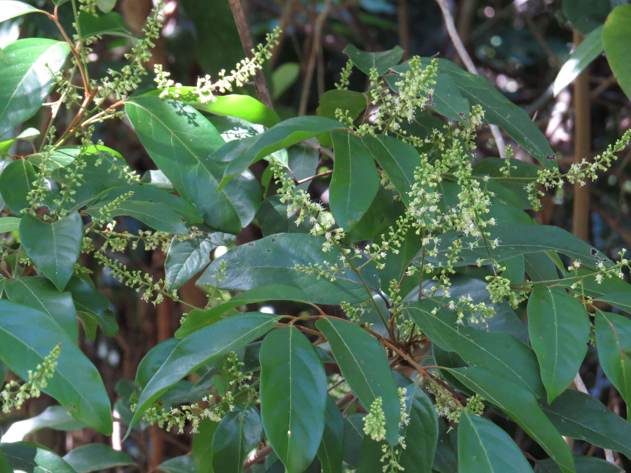 Слика од Mischocarpus exangulatus (F. Müll.) Radlk.