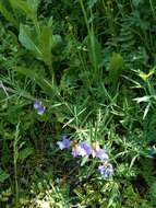 Image of Lathyrus digitatus (M. Bieb.) Fiori