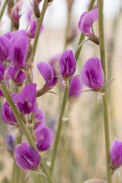 صورة Astragalus chloodes Barneby