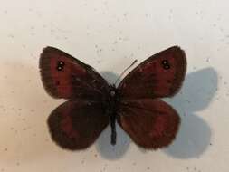 Image of Erebia rhodopensis Elwes 1900