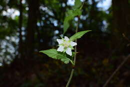 Image of Rubus glabricarpus Cheng