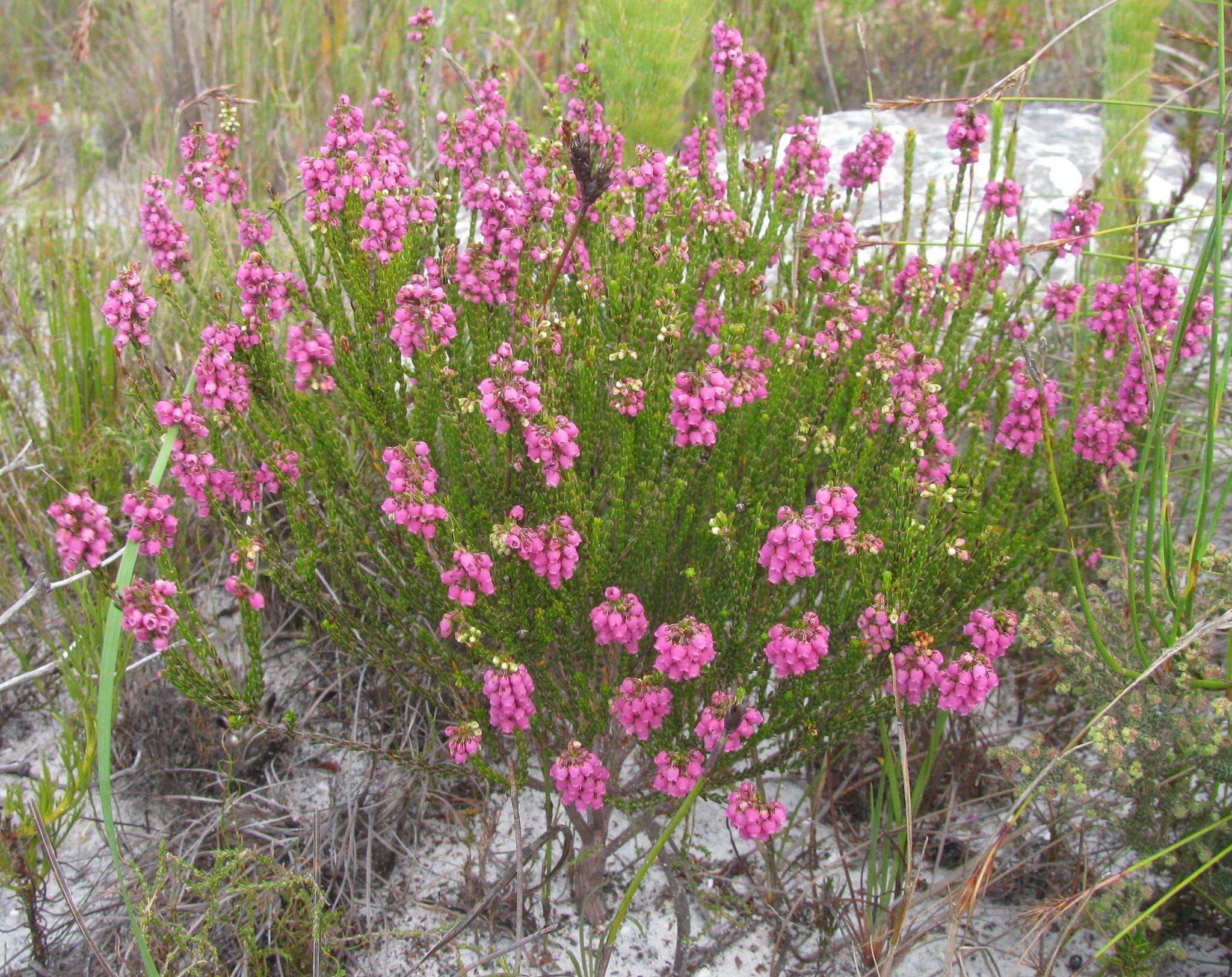 Image de Erica pulchella var. pulchella