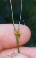 Image of Slender Beak Sedge