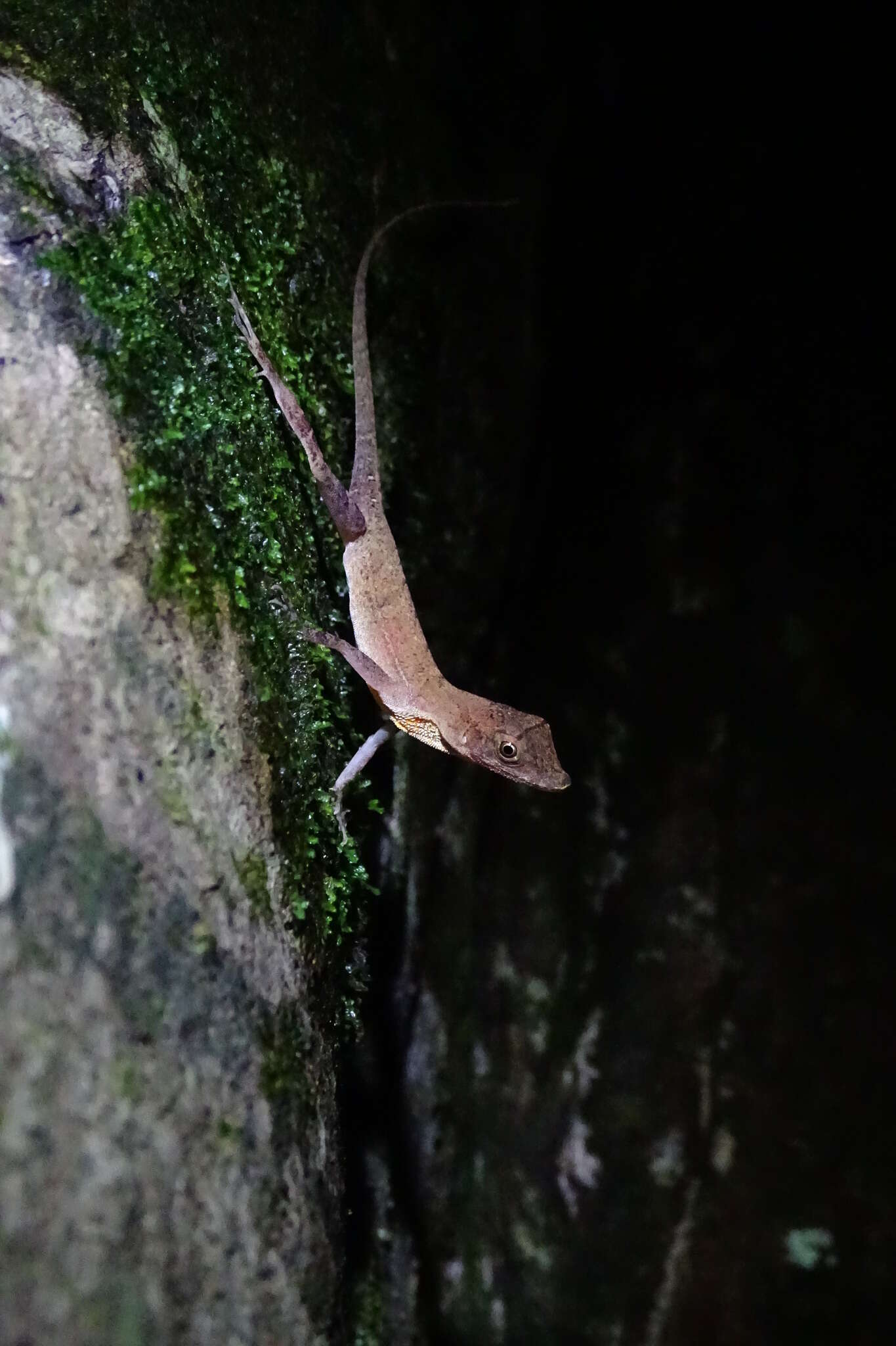 Image of Anolis osa Köhler, Dehling & Köhler 2010