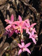 Image of Cattleya rupestris (Lindl.) Van den Berg