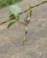 Image de Ceropegia candelabrum L.