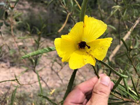 Imagem de Hibiscus divaricatus R. Grah.