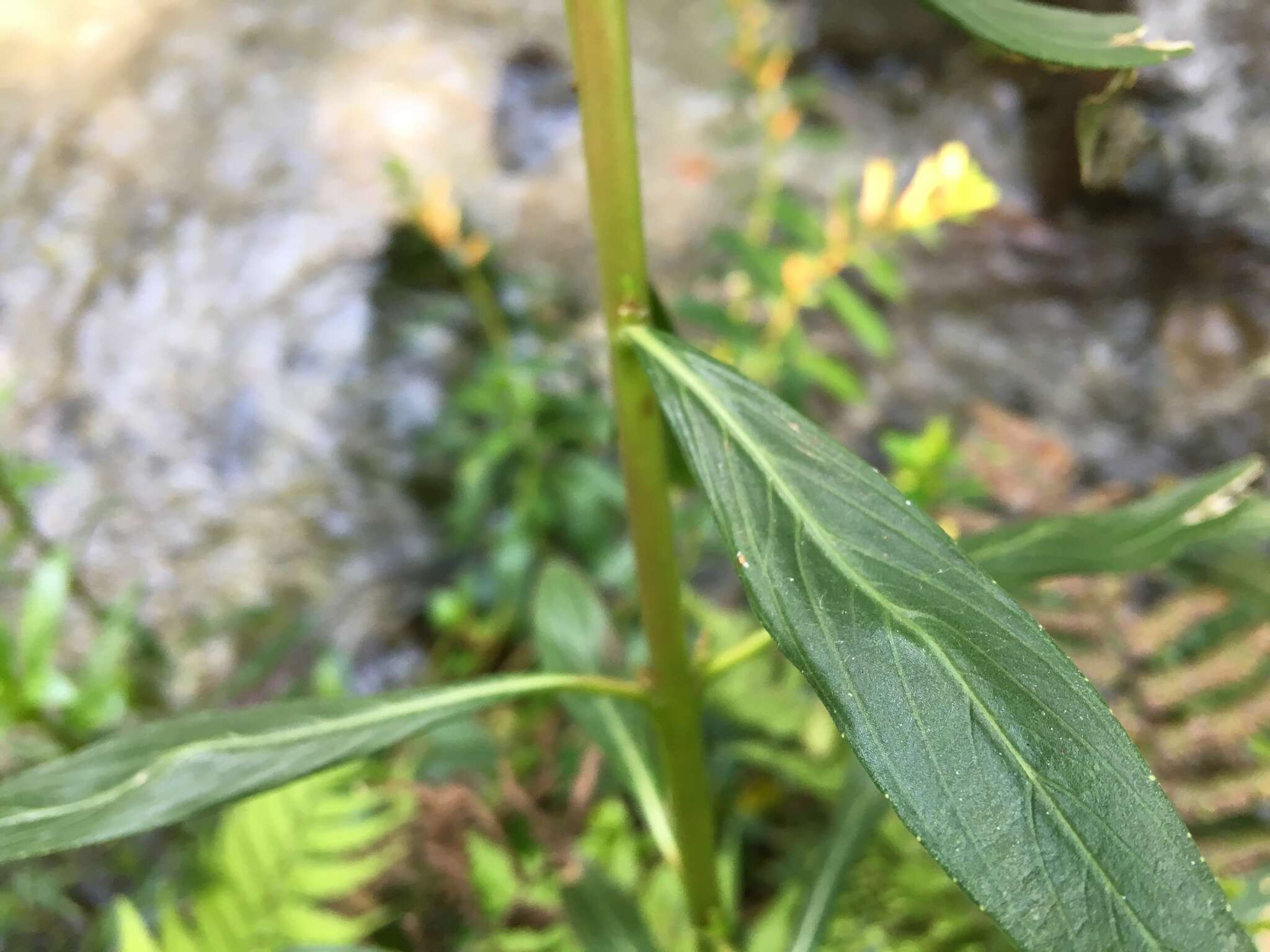 Image of Cigarette bush